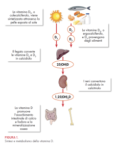 FIG1-Carenza-di-vitamina-D-fratture-da-stress-e-recupero-post-traumatico